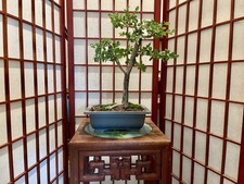 Blue bell bonsai for sale  Clermont
