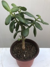 Jade plant money for sale  Baldwin Park