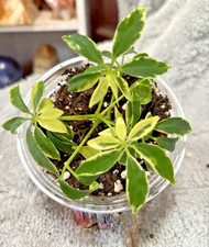Variegated schefflera dwarf for sale  Windsor