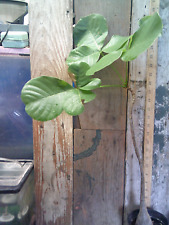Pseudobombax ellipticum - Linda planta. comprar usado  Enviando para Brazil