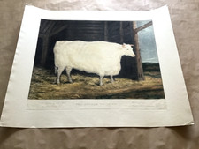 Durham white colored for sale  LIVERPOOL