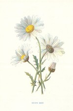 Margarida olho de boi. Flores silvestres por Frederick Edward Hulme c1895 estampa antiga comprar usado Margarida olho de boi. Flores silvestres por Frederick Edward Hulme c1895 estampa antiga comprar usado  Enviando para Brazil