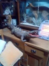 Victorian taxidermy crocodiyli for sale  NANTWICH