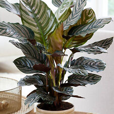 Calathea ornata large for sale  UK