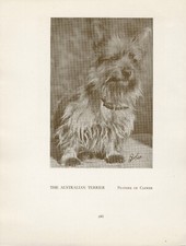 australian terrier for sale australian terrier for sale COLEFORD