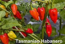 Seeds habanero chocolate for sale  Shipping to Ireland