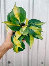Philodendron brazil rare d'occasion  Expédié en Belgium