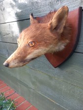 Taxidermy fox head for sale  BILLINGHAM