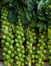 Brussel sprouts long for sale  Sevierville