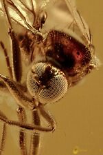 Mosca dolichopodidae rara usato  Cremona