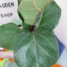 Geigenfeigenbaum ficus bambino gebraucht kaufen  Bückeburg