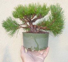 Pinus mugo pine for sale  Rosemead