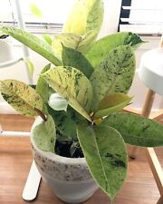 Ficus elastica shivereana for sale  SOUTHAMPTON