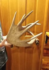 Palmated wild whitetail for sale  La Crosse