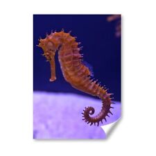 Cute seahorse fish for sale  SELBY