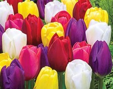 Lâmpadas de tulipa exóticas: cores misturadas / mergulho da sorte: US$ 11,99 por lâmpada, usado comprar usado  Enviando para Brazil
