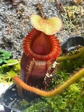 nepenthes for sale  Latham