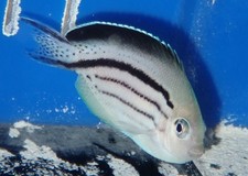 Lamarck angelfish wysiwyg for sale  Homestead