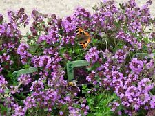 Thyme creeping lemon for sale  UK