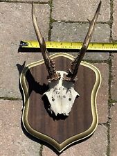 Taxidermy roe deer for sale  SALISBURY