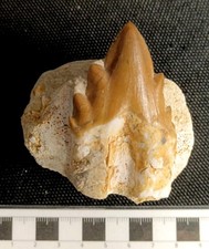 Dente basilosauro perfetto usato  Torre di Mosto