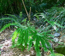 Adiantum pedatum hardy for sale  BECCLES