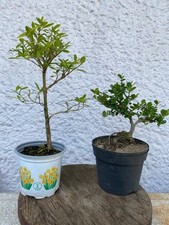 Bonsai jungpflanzen junischnee gebraucht kaufen  Solingen