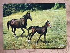 Postkarte pferd combier gebraucht kaufen  Hamburg