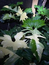 8000132 philodendron white gebraucht kaufen  Reutlingen