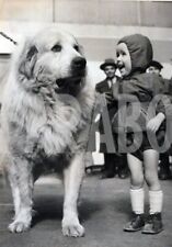 Vintage animali cane usato  Roma