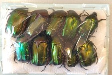 cetonia coleottero aurata usato cetonia coleottero aurata usato Seregno