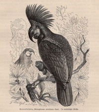 Palm cockatoo spiky for sale  Brooklyn
