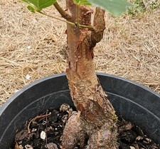 Acer griseum paperbark for sale  Woodburn