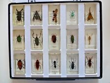 Käfer sammlung exponate gebraucht kaufen  Niederkassel