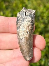 Big suchomimus dinosaur for sale  Coppell