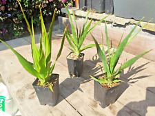 Dracaena draco albero usato  Imperia
