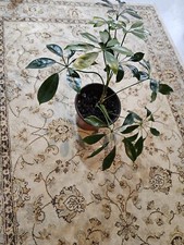 Stylish schefflera plant for sale  Erie