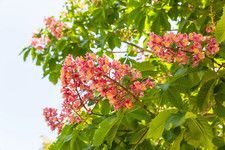 East indian almond for sale  Canton
