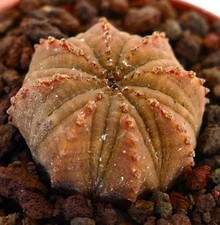 Euphorbia obesa star usato  Napoli