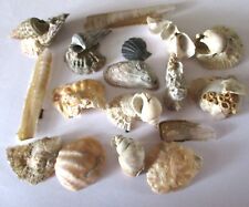 Kurositäten muscheln zusammen gebraucht kaufen  Pfreimd