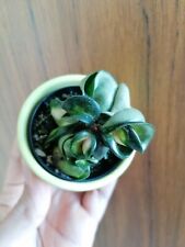 Hoya carnosa compacta gebraucht kaufen  Mainz