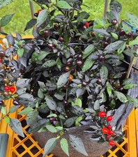 black pearl gebraucht kaufen black pearl gebraucht kaufen Obernburg a.Main