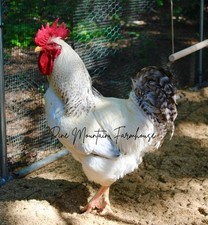 Delaware hatching eggs for sale  Searcy