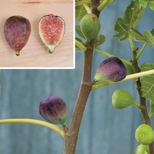 Ficus little miss for sale  ROMSEY