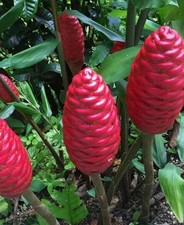 Giant shampoo ginger for sale  Spring Hill