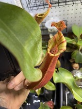 Nepenthes veitchii potted for sale  Naugatuck