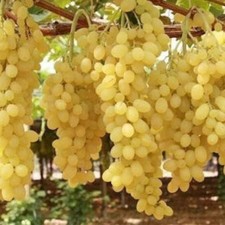 Kernlose pilzfeste weinrebe gebraucht kaufen  Ludwigshafen am Rhein
