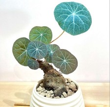 Stephania kaweesakii caudex for sale  NOTTINGHAM