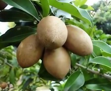 Mamey sapote tree for sale  Orlando