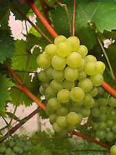 table grape vines for sale  OXFORD